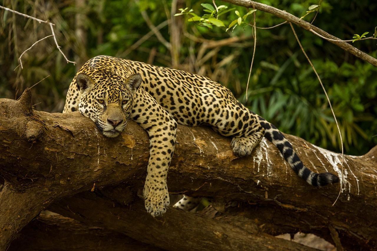 The Story of the Endangered Jaguar Conservation In Panama