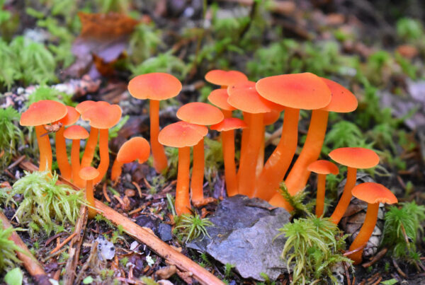 Tropical Mushroom Fungi Guide