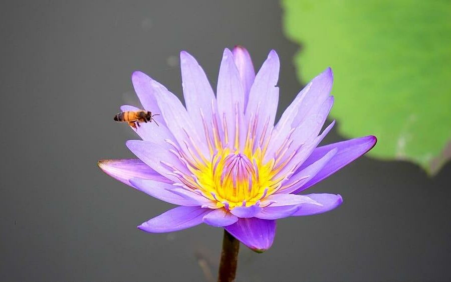 Plant Intelligence Lotus Flower