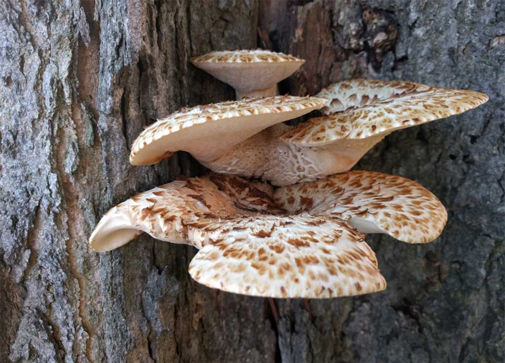 Dryad's Saddle Polypore Mushrooms