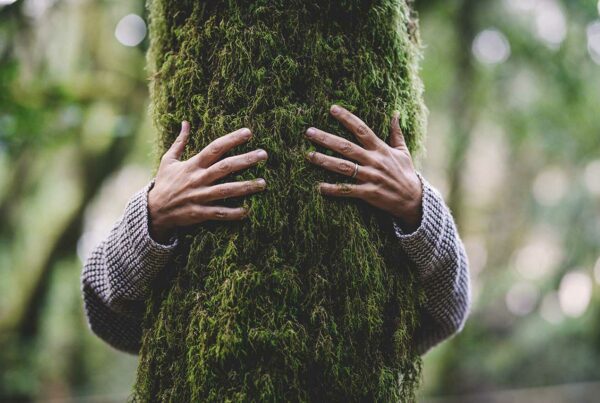 Shinrin-Yoku, Forest Bathing And Ecotherapy Practices